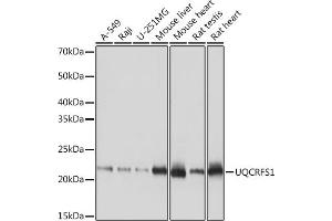 Western blot analysis of extracts of various cell lines, using UQCRFS1 Rabbit mAb (ABIN7271127) at 1:1000 dilution. (UQCRFS1 Antikörper)