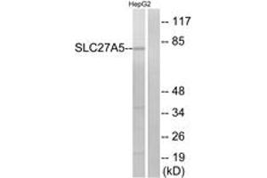 Western blot analysis of extracts from HepG2 cells, using SLC27A5 Antibody.