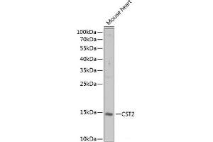 Western blot analysis of extracts of Mouse heart using CST2 Polyclonal Antibody at dilution of 1:1000. (CST2 Antikörper)
