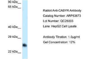 Western Blotting (WB) image for anti-Calcium Binding tyrosine-(Y)-phosphorylation Regulated (CABYR) (Middle Region) antibody (ABIN970270) (CABYR Antikörper  (Middle Region))