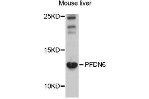 Western blot analysis of extracts of mouse liver cells, using PFDN6 antibody. (PFDN6 Antikörper)