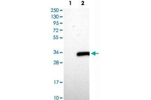Western Blot analysis of Lane 1: negative control (vector only transfected HEK293T cell lysate) and Lane 2: over-expression lysate (co-expressed with a C-terminal myc-DDK tag in mammalian HEK293T cells) with ASB7 polyclonal antibody .