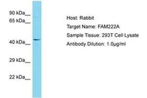 Image no. 1 for anti-Family with Sequence Similarity 222, Member A (FAM222A) (AA 93-142) antibody (ABIN6750709) (FAM222A Antikörper  (AA 93-142))
