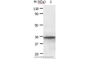 Western blot analysis of HepG2 cell, using ANXA2 Polyclonal Antibody at dilution of 1:640 (Annexin A2 Antikörper)