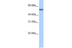 WB Suggested Anti-TOE1 Antibody Titration: 0. (TOE1 Antikörper  (N-Term))