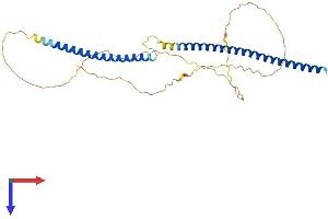 KNSTRN Protein (AA 1-316) (His tag)