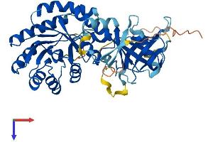 Antizyme Inhibitor 1 Protein (AZIN1) (AA 1-448) (His tag)