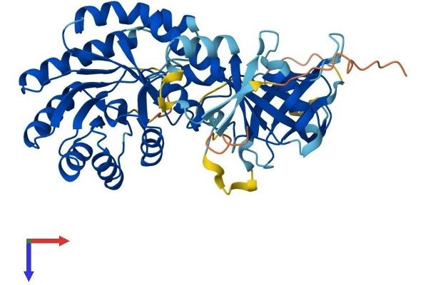 Antizyme Inhibitor 1 Protein (AZIN1) (AA 1-448) (His tag)