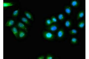 Immunofluorescence (IF) image for anti-CDK5 Regulatory Subunit Associated Protein 2 (CDK5RAP2) (AA 996-1111), (Regulatory Subunit) antibody (ABIN7147230)
