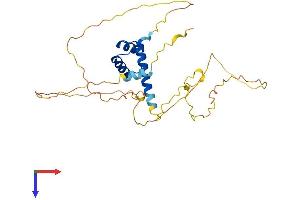 NKX2-6 Protein (AA 1-301) (His tag)