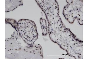 Immunoperoxidase of monoclonal antibody to IFIH1 on formalin-fixed paraffin-embedded human placenta. (IFIH1 Antikörper  (AA 928-1023))