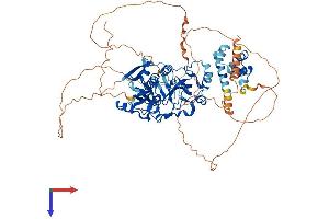 SCMH1 Protein (AA 1-706) (His tag)