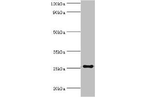 Western blot All lanes: factor pathway inhibitor 2 antibody at 4 μg/mL + Mouse liver tissue Secondary Goat polyclonal to rabbit IgG at 1/10000 dilution Predicted band size: 27, 26 kDa Observed band size: 27 kDa (TFPI2 Antikörper  (AA 23-235))