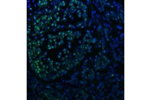IF analysis of SNRNP40 using anti-SNRNP40 antibody (ABIN7601719). (SNRNP40 Antikörper  (AA 43-357))