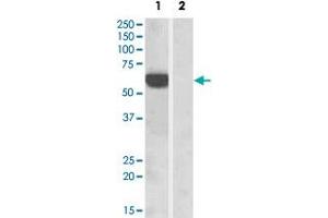 HEK293 overexpressing human IRF5 and probed with IRF5 polyclonal antibody  at 1 ug/mL (mock transfection in lane 2) . (IRF5 Antikörper  (C-Term))