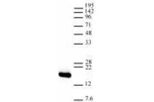 Histone H3, C-term antibody tested by Western blot.