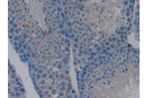 DAB staining on IHC-P; Samples: Mouse Testis Tissue (Caspase 9 Antikörper  (AA 1-200))