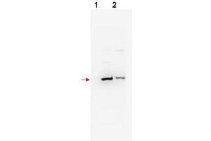 Western blot using  affinity purified anti-bTrCP2 antibody shows detection of mouse and human bTrCP2 (arrowhead) in NIH3T3 (lane 1) and 293 (lane 2) whole cell lysates, respectively. (FBXW11 Antikörper  (N-Term))