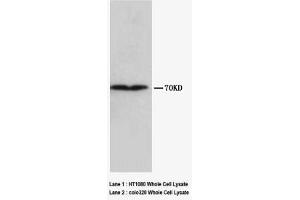 Image no. 1 for anti-Collagen, Type III (COL3) antibody (Magnetic Particles) (ABIN1496270) (COL3 Antikörper  (Magnetic Particles))