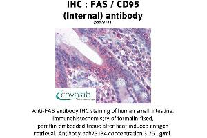 Image no. 1 for anti-TNF Receptor Superfamily, Member 6 (FAS) (Internal Region) antibody (ABIN1734281) (FAS Antikörper  (Internal Region))