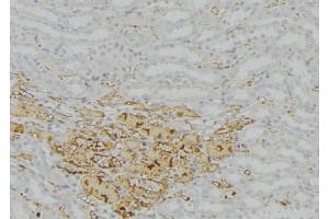 ABIN6277758 at 1/100 staining Mouse kidney tissue by IHC-P. (Catalase Antikörper)