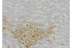 ABIN6277758 at 1/100 staining Mouse kidney tissue by IHC-P.