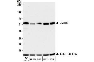 Western Blotting (WB) image for anti-Jumonji Domain Containing 6 (JMJD6) (AA 125-175) antibody (ABIN7795645)