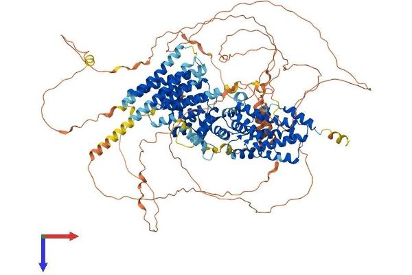 GRF2 Protein (AA 1-1077) (His tag)