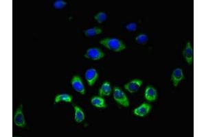 Immunofluorescent analysis of A549 cells using ABIN7155237 at dilution of 1:100 and Alexa Fluor 488-congugated AffiniPure Goat Anti-Rabbit IgG(H+L) (HRH3 Antikörper  (AA 236-332))