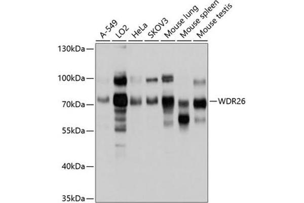 WDR26 Antikörper  (AA 362-661)