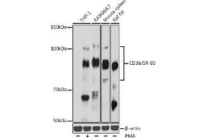 Western blot analysis of extracts of various cell lines, using CD36/SR-B3 antibody (ABIN7266189) at 1:1000 dilution. (CD36 Antikörper  (AA 301-400))