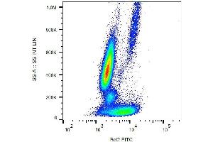 Intracellular staining of human peripheral blood with anti-Bcl2 (Bcl-2/100) FITC. (Bcl-2 Antikörper  (AA 41-54) (FITC))