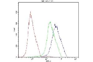 anti-Activating Transcription Factor 2 (ATF2) (AA 93-450) antibody