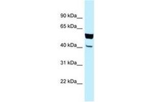 Image no. 1 for anti-N-terminal EF-Hand Calcium Binding Protein 2 (NECAB2) (AA 206-255) antibody (ABIN6747853) (NECAB2 Antikörper  (AA 206-255))