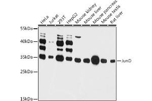 Western blot analysis of extracts of various cell lines, using JunD antibody (ABIN6132310, ABIN6142674, ABIN6142676 and ABIN6215519) at 1:3000 dilution. (JunD Antikörper  (AA 1-190))