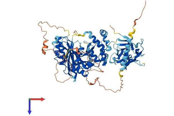 GALNT14 Protein (AA 1-638) (His tag)