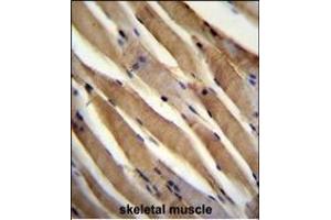 USP50 Antibody (Center) (ABIN655200 and ABIN2844815) immunohistochemistry analysis in formalin fixed and paraffin embedded human skeletal muscle followed by peroxidase conjugation of the secondary antibody and DAB staining. (USP50 Antikörper  (AA 141-169))