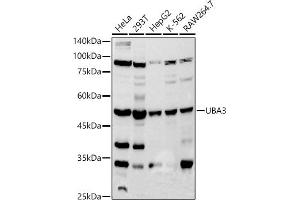 Western blot analysis of extracts of various cell lines, using UB antibody (ABIN7271186) at 1:500 dilution. (UBA3 Antikörper)