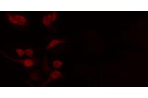 ABIN6272443 staining RAW264. (TCFL5 Antikörper  (C-Term))