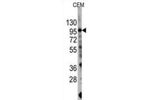 Western blot analysis of anti-PIK3CG Antibody  (R) in CEM cell line lysates (35 μg/lane). (PIK3 gamma Antikörper  (AA 1079-1102))
