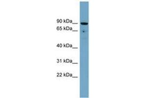 Image no. 1 for anti-Solute Carrier Family 26, Member 9 (Slc26a9) (AA 683-732) antibody (ABIN6743234) (Slc26a9 Antikörper  (AA 683-732))