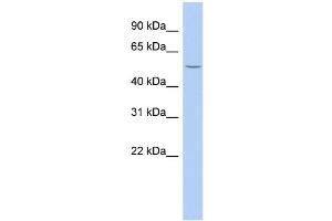 WB Suggested Anti-B3GALNT2 Antibody Titration:  0. (B3GALNT2 Antikörper  (Middle Region))