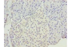 Immunohistochemistry of paraffin-embedded human pancreatic tissue using ABIN7151903 at dilution of 1:100 (EGFL6 Antikörper  (AA 301-554))