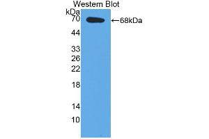Western blot analysis of the recombinant protein. (E2F2 Antikörper  (AA 129-429))