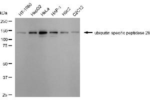 Western blotting analysis using ubiquitin specific peptidase 28 antibody (ABIN7800733).