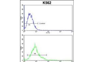 Flow cytometric analysis of k562 cells (bottom histogram) compared to a negative control cell (top histogram). (P5CS Antikörper  (AA 176-205))
