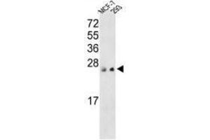 Image no. 1 for anti-Protein Tyrosine Phosphatase Type IVA, Member 3 (PTP4A3) (AA 117-147), (C-Term) antibody (ABIN360769) (PTP4A3 Antikörper  (C-Term))