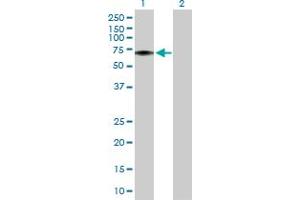 Western Blot analysis of FLVCR1 expression in transfected 293T cell line by FLVCR1 MaxPab polyclonal antibody.