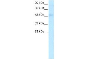 WB Suggested Anti-LEF1 Antibody Titration:  2. (LEF1 Antikörper  (C-Term))