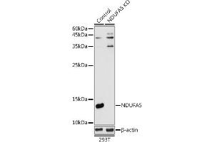 Western blot analysis of extracts from normal (control) and NDUF knockout (KO) 293T cells, using NDUF antibody (ABIN7268804) at 1:1000 dilution. (NDUFA5 Antikörper  (AA 1-116))